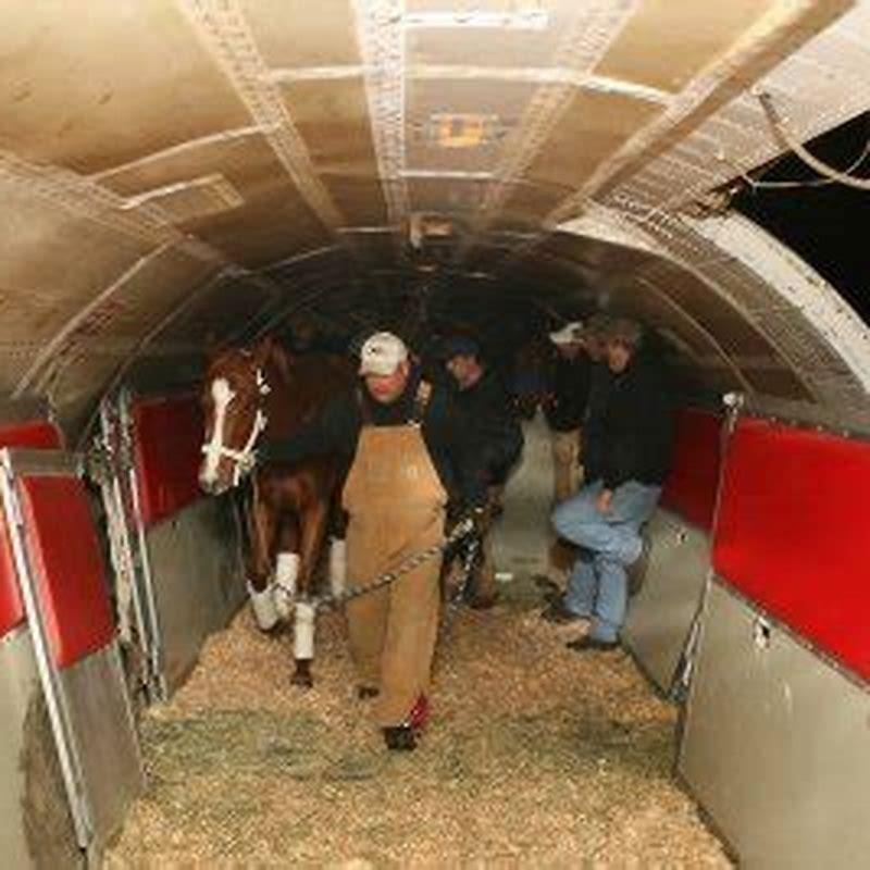 Do horses like to be transported?