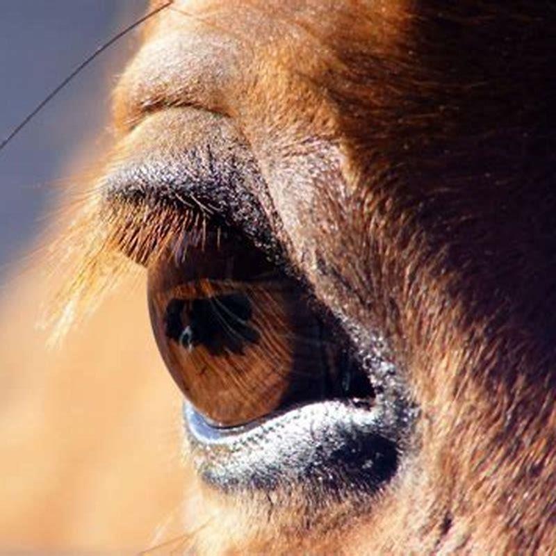 Do horses look you in the eye?