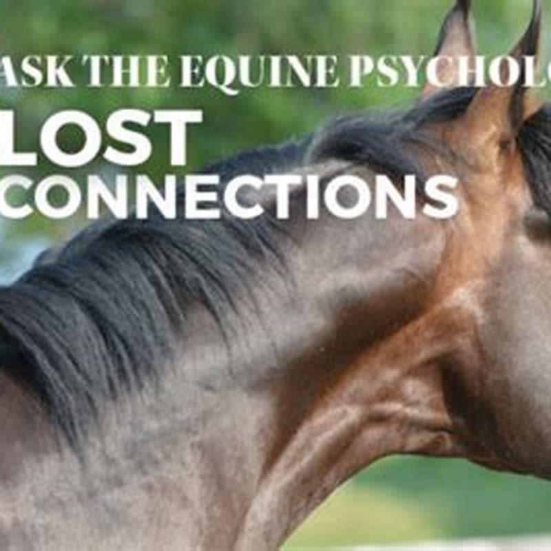 Do horses mourn their dead?