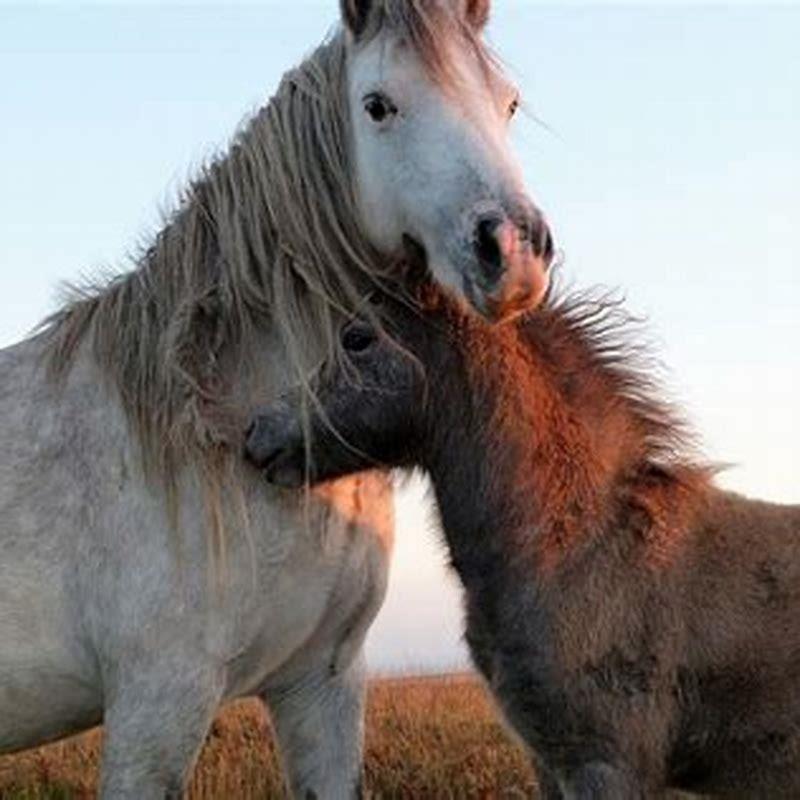 Do horses naturally wean?