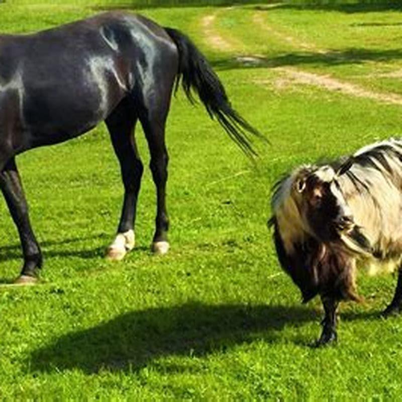 Do horses need another horse?