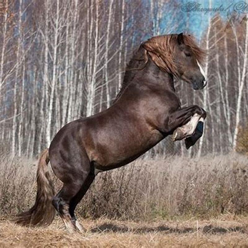 Do Russians have horses?