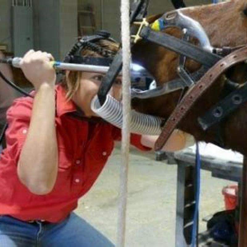 What Gcses Do You Need To Be An Equine Dentist