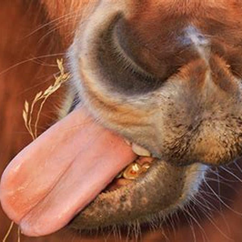 Does a horse have a tongue?