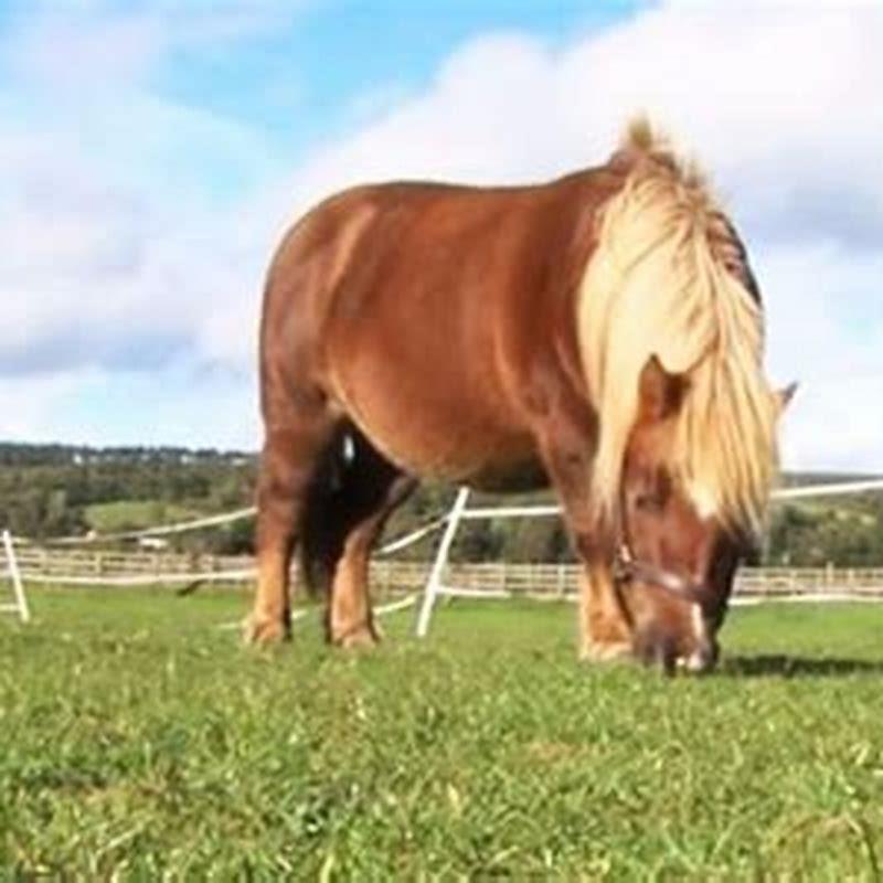 Does a lame horse have to be put down?