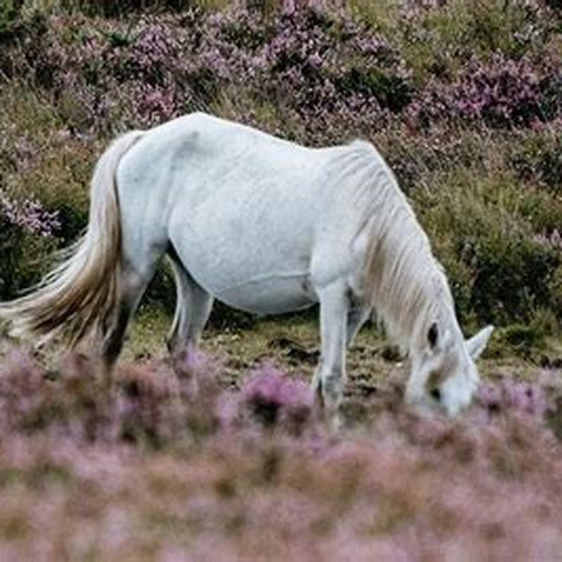 Does anything repel horse flies? - DIY Seattle