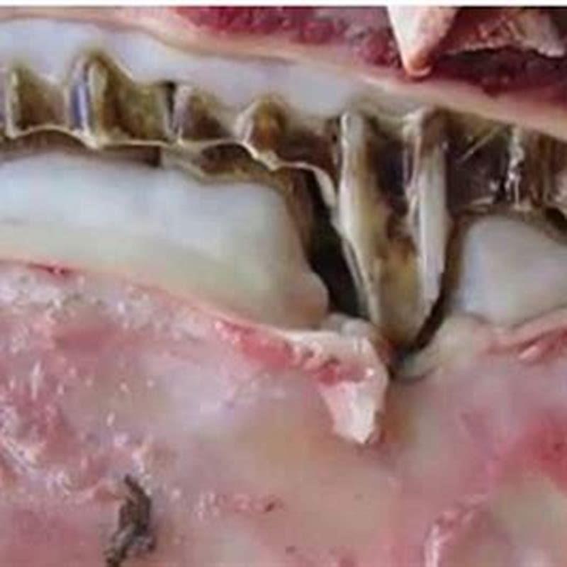 Does floating a horses teeth hurt?