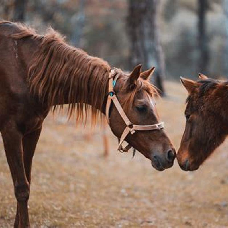 Does gelding improve a horse?