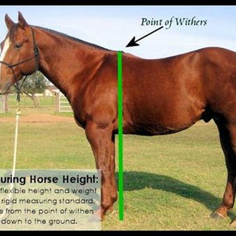 does-height-matter-on-a-horse-diy-seattle