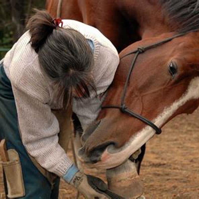 Does My Horse Need Pellets DIY Seattle
