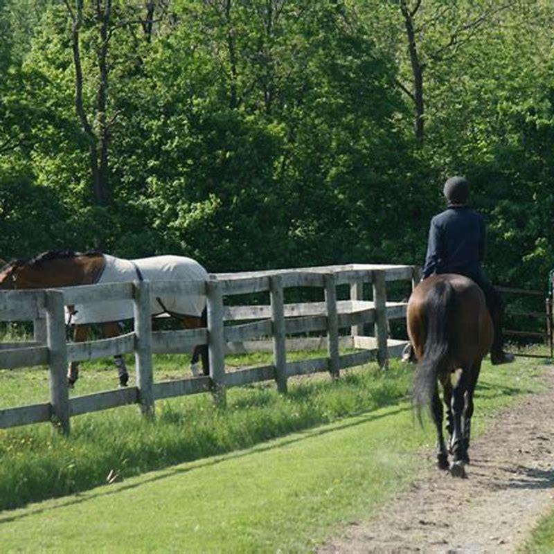 How Are Reining Horses Judged