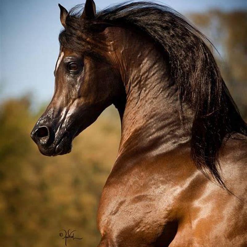 Does the Arabian white horse Respawn?