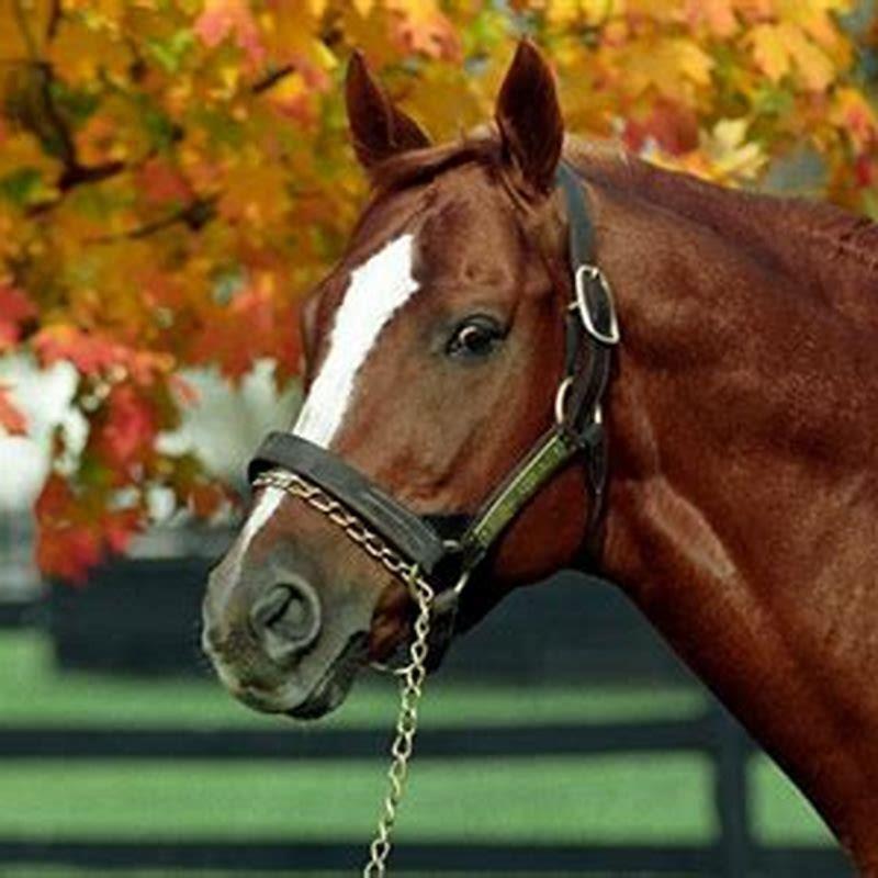 Has Any Horse Beat Secretariats Record DIY Seattle has-any-horse-beat-secretariats-record-diy-seattle