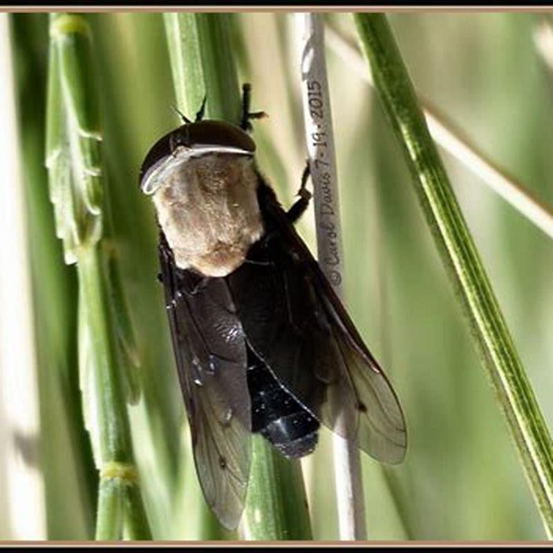 how-big-can-a-black-horse-fly-get-diy-seattle