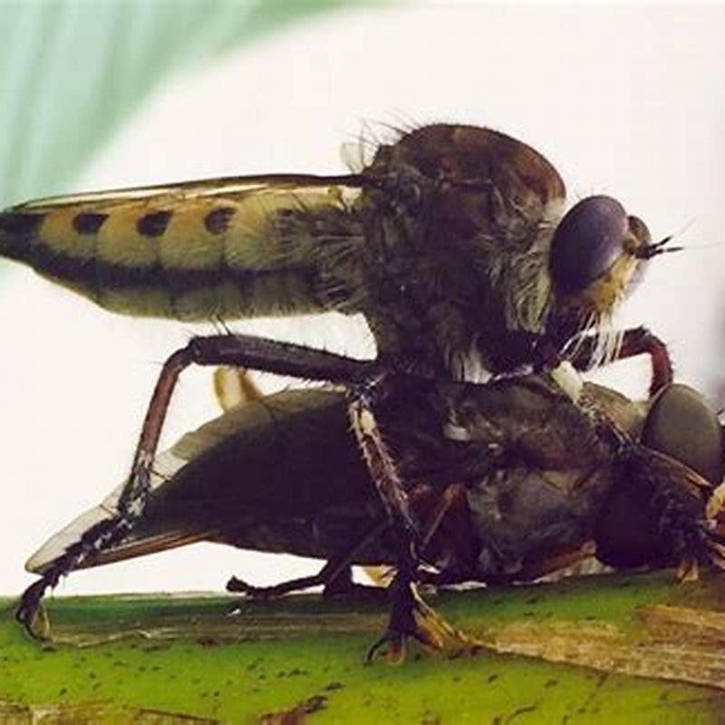 How big can a horse-fly get?