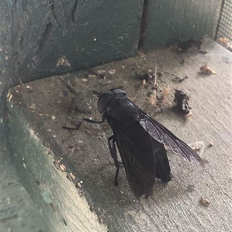 How big is a black horse fly?
