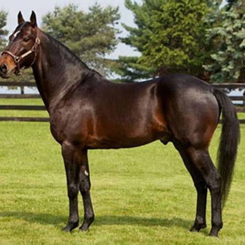 How big is a standard horse track?