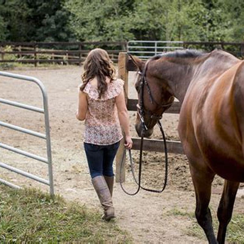 how-big-should-a-round-pen-be-for-training-horses-diy-seattle