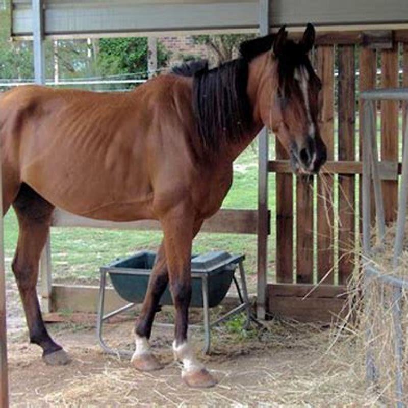 How Can I Fatten Up My Horse DIY Seattle