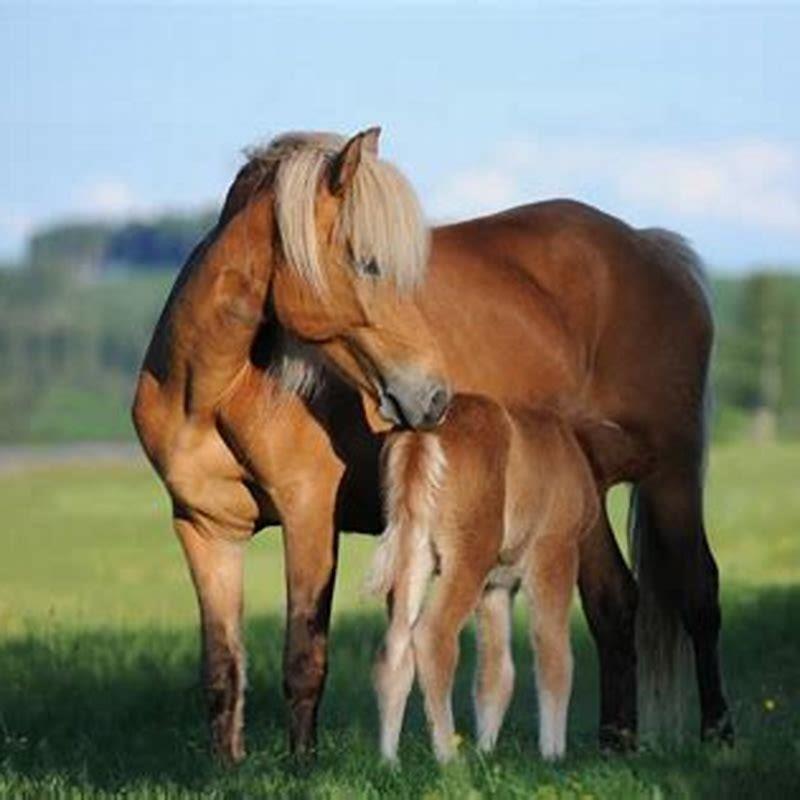 How can I find out what breed my horse is?
