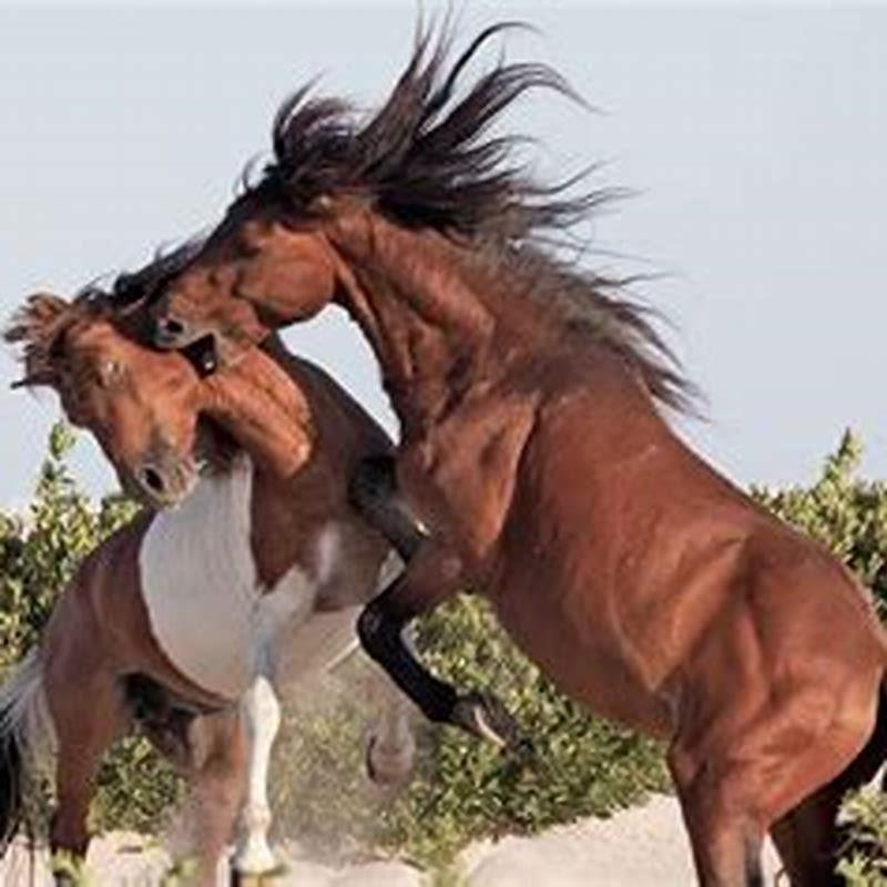 How can I get a wild horse?