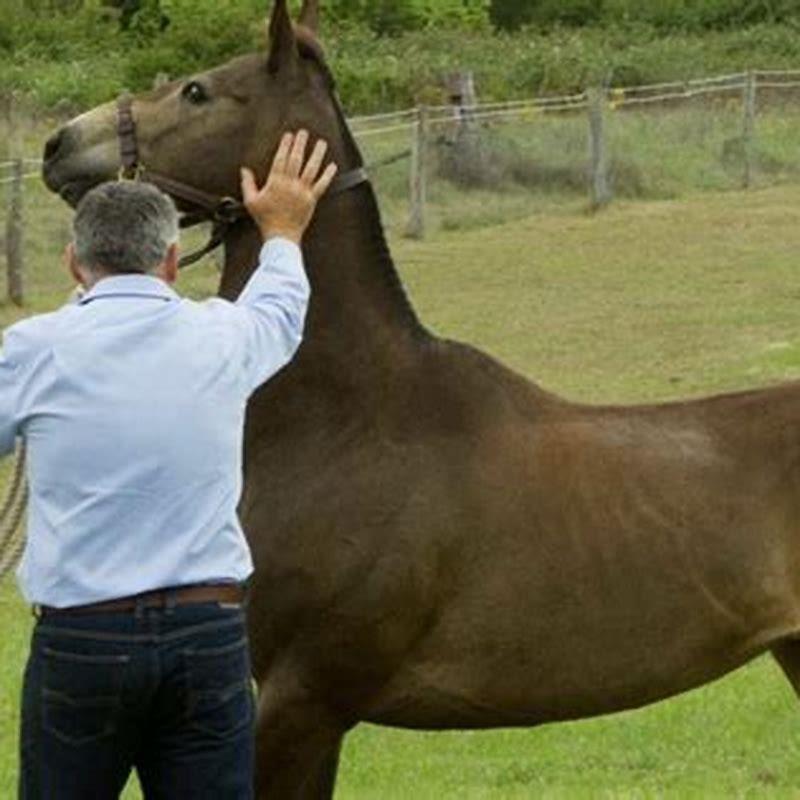 how-can-i-practice-my-horse-diy-seattle