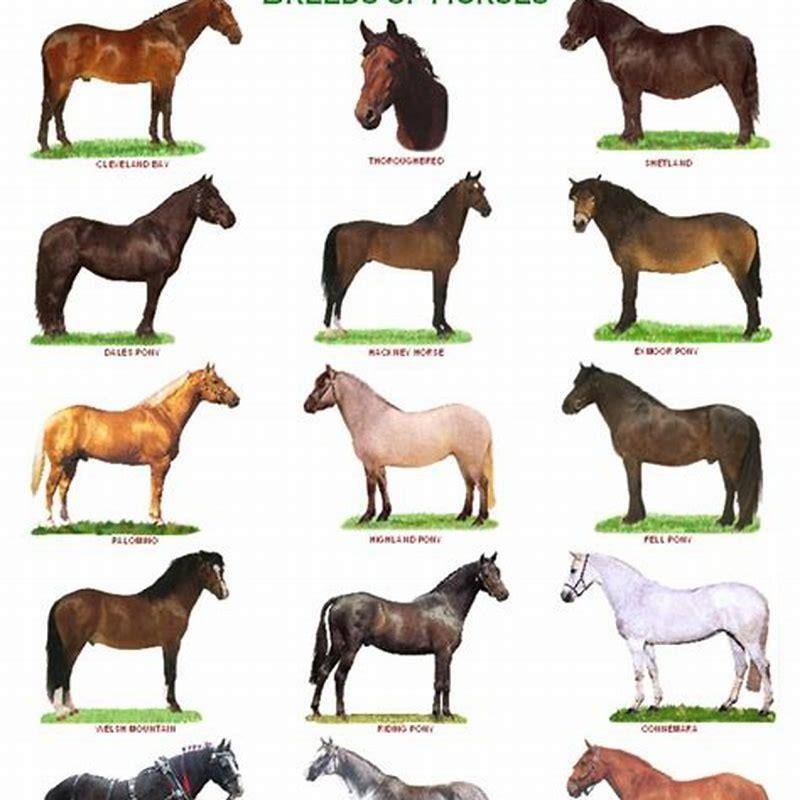 How can you tell a Quarter Horse?