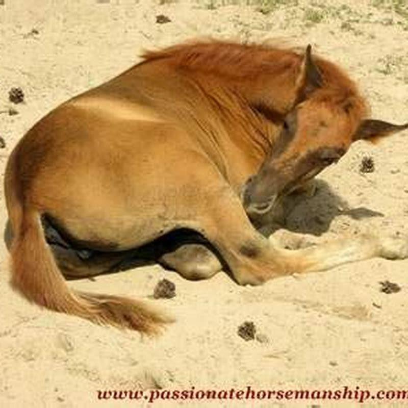 How can you tell if a horse is constipated?