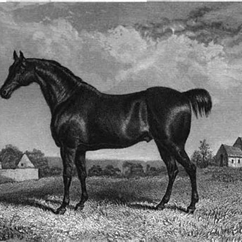 How did Norfolk Trotter go extinct?