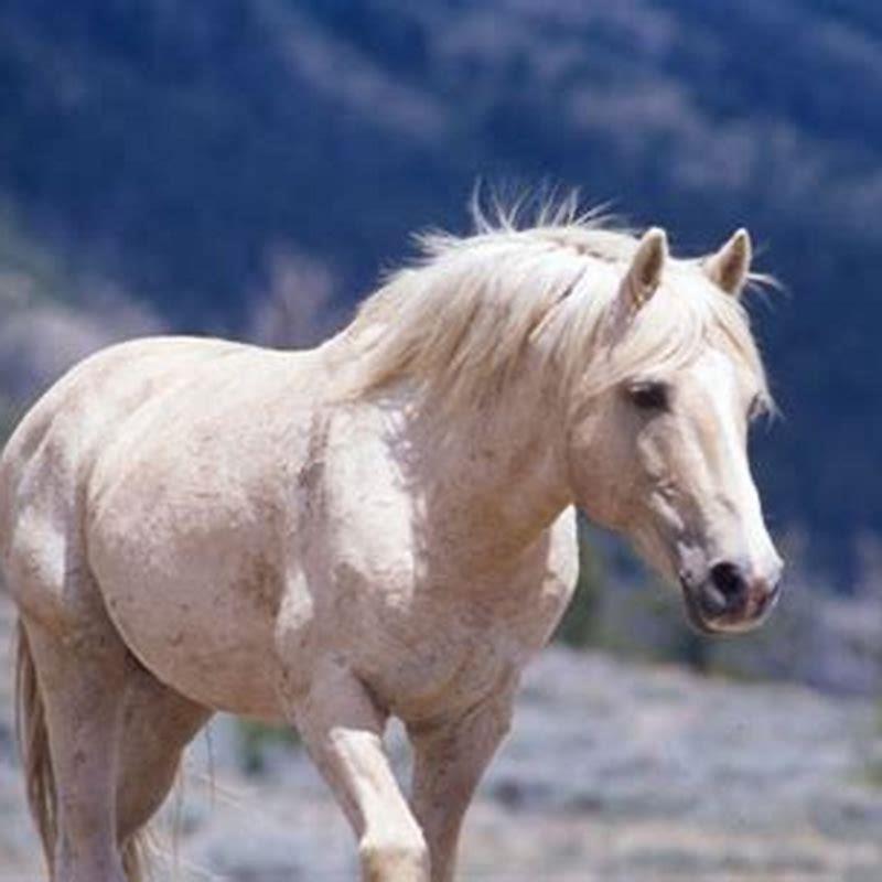 How did Red Cloud get his name?