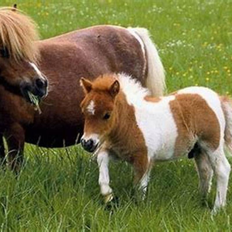 How did the Morgan horse get its name?