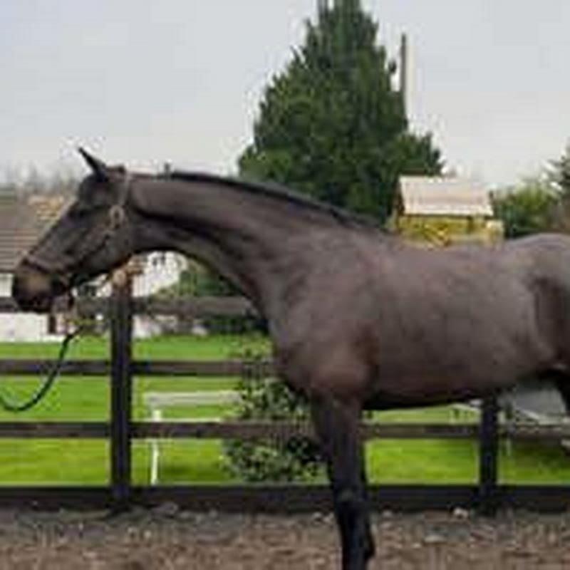 How do I find the perfect horse for me?