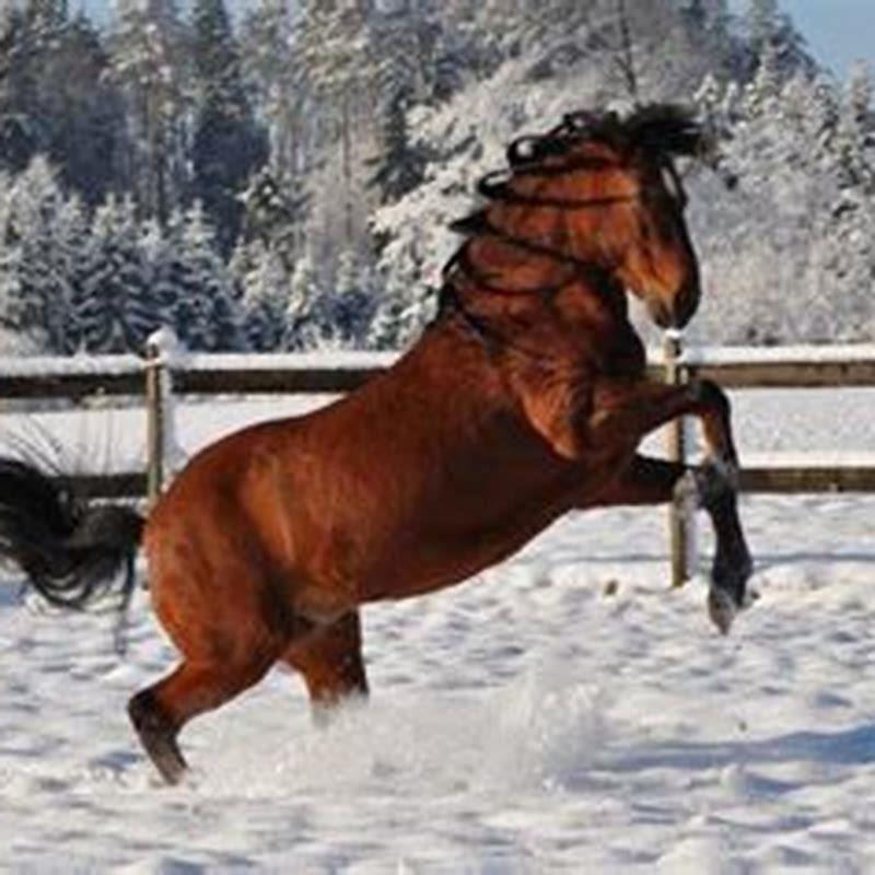 How do I get my horse to rear up on command?