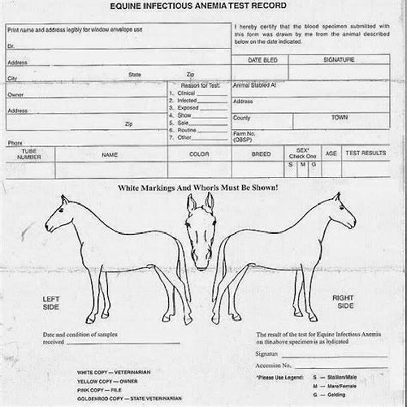 horse travel papers