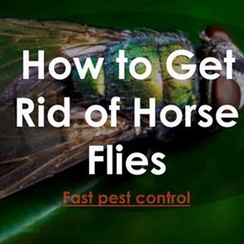 How do I get rid of horse flies fast? DIY Seattle