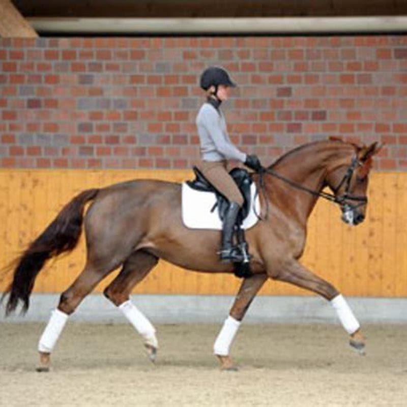 How do I start dressage training?