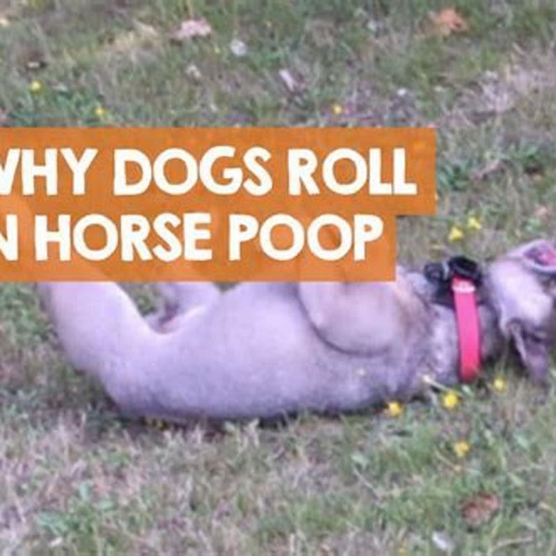 how-do-i-stop-my-dog-from-rolling-in-horse-poop-diy-seattle