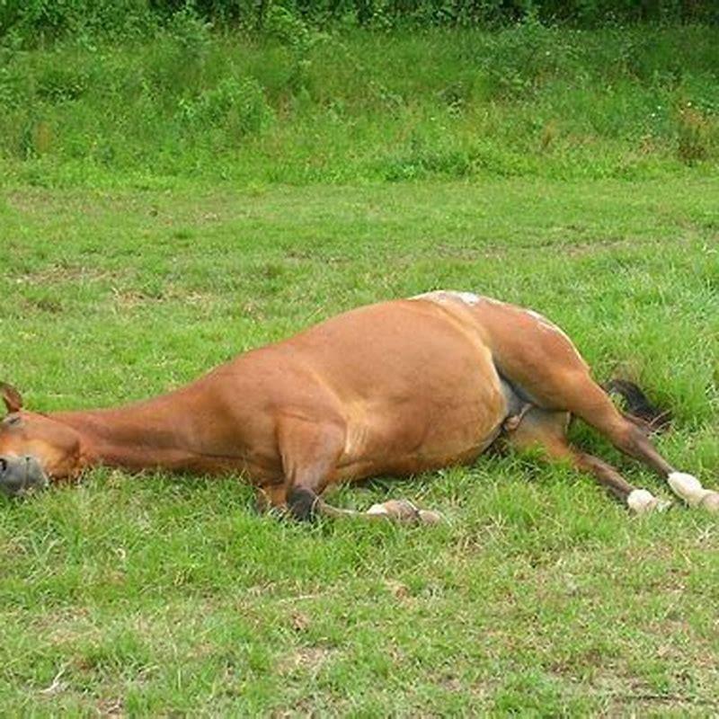 How do they put horses to sleep? DIY Seattle