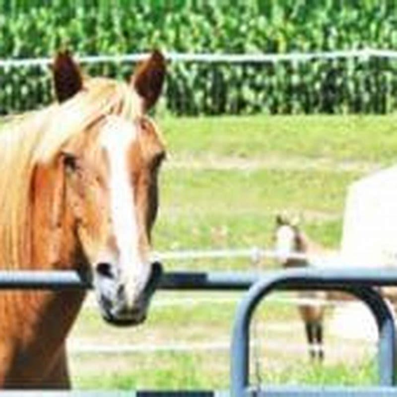 What Attracts Horse Flies In A Home To Humans