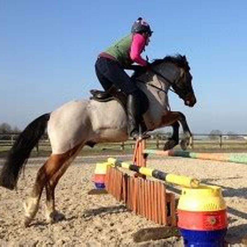 How Do You Become A McTimoney Equine Chiropractor DIY Seattle