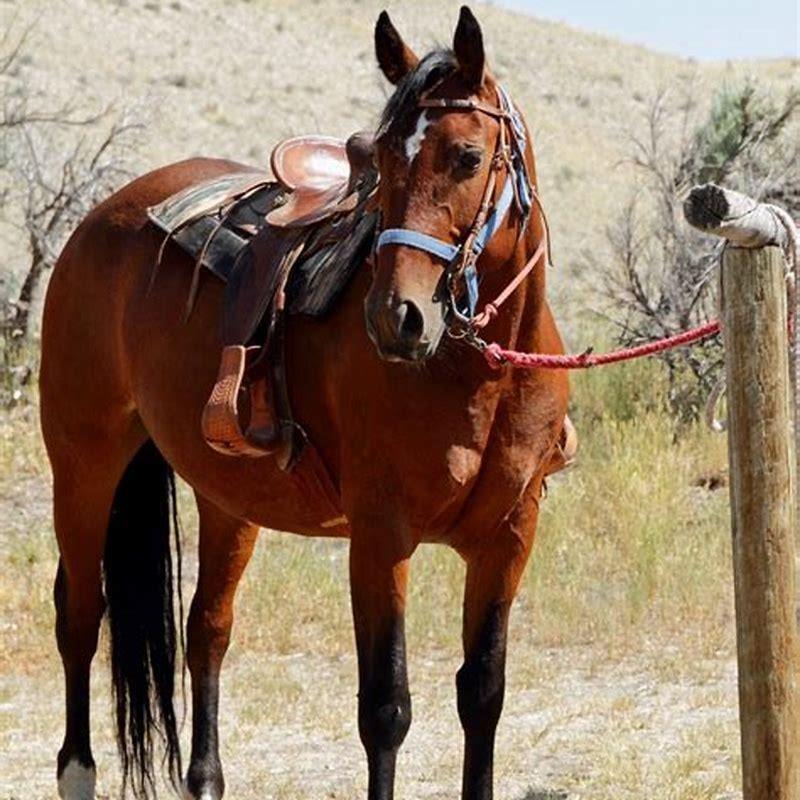 How do you break a horse step-by-step?