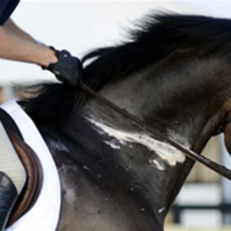How do you break a horse?