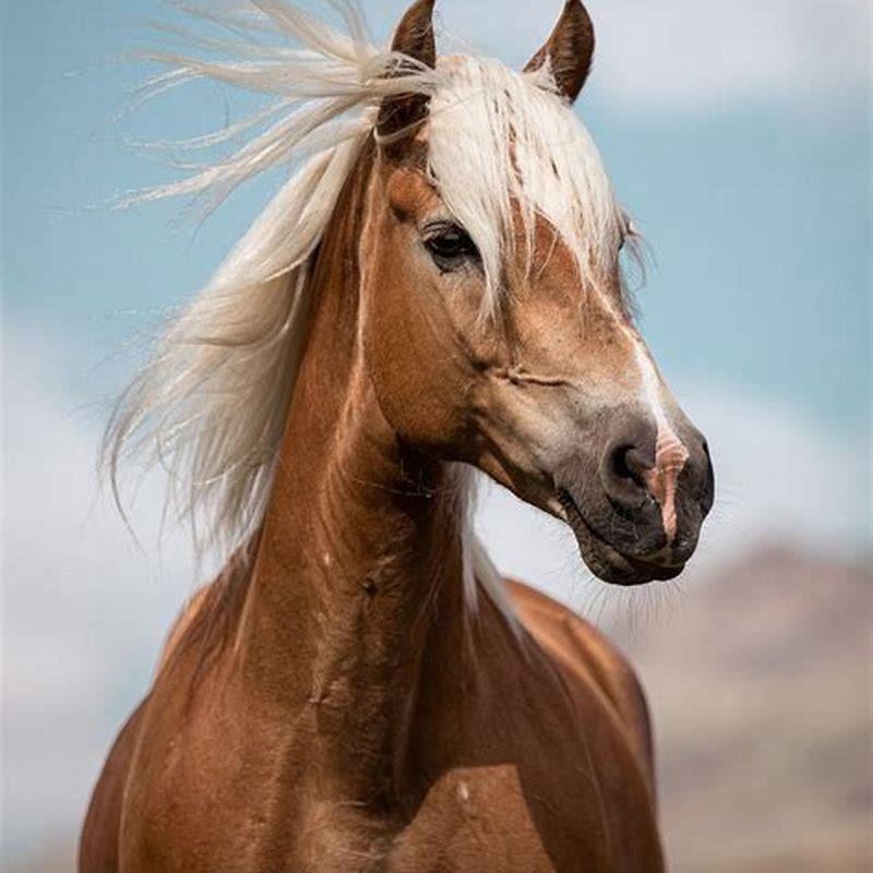 How do you breeze a horse?