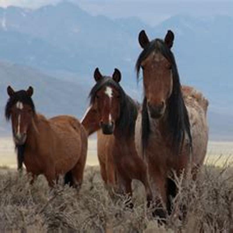 How do you catch a wild horse?