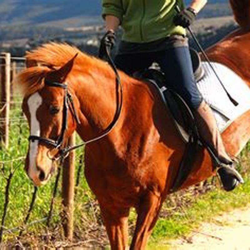 How do you deal with a buddy sour horse?