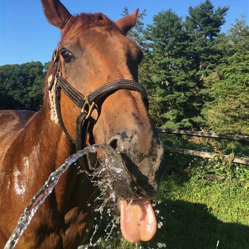 How do you deal with a hot horse?
