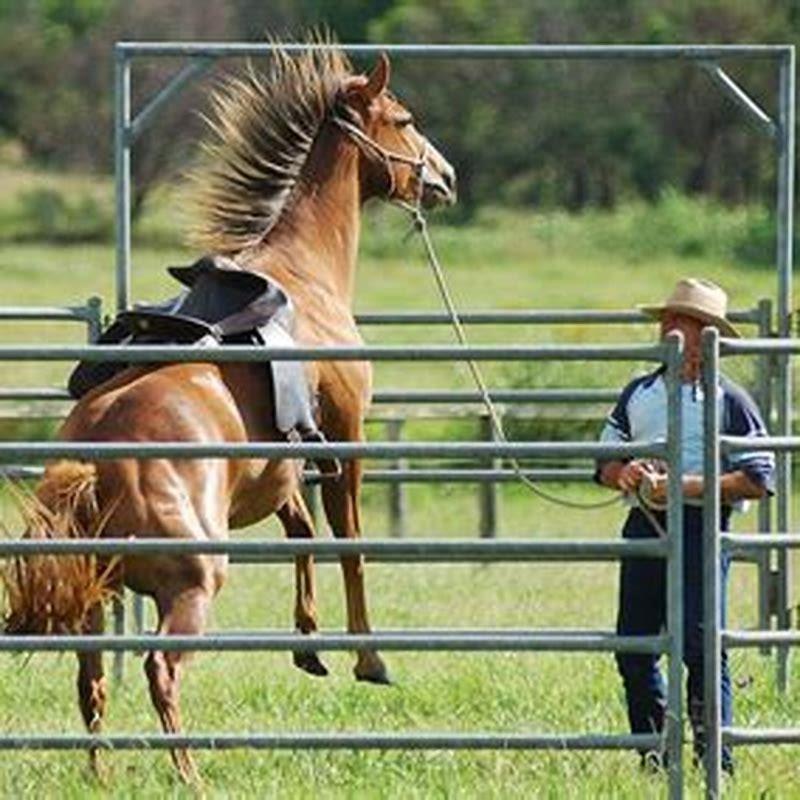 How do you deal with a rearing horse on the ground?