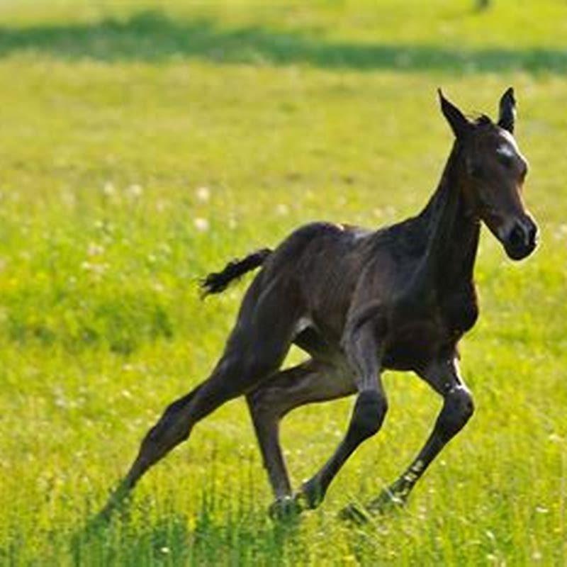 How do you determine a horses color?