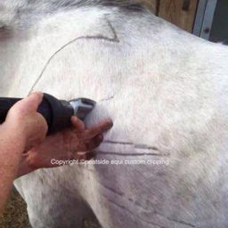 How do you disinfect a horse blanket?