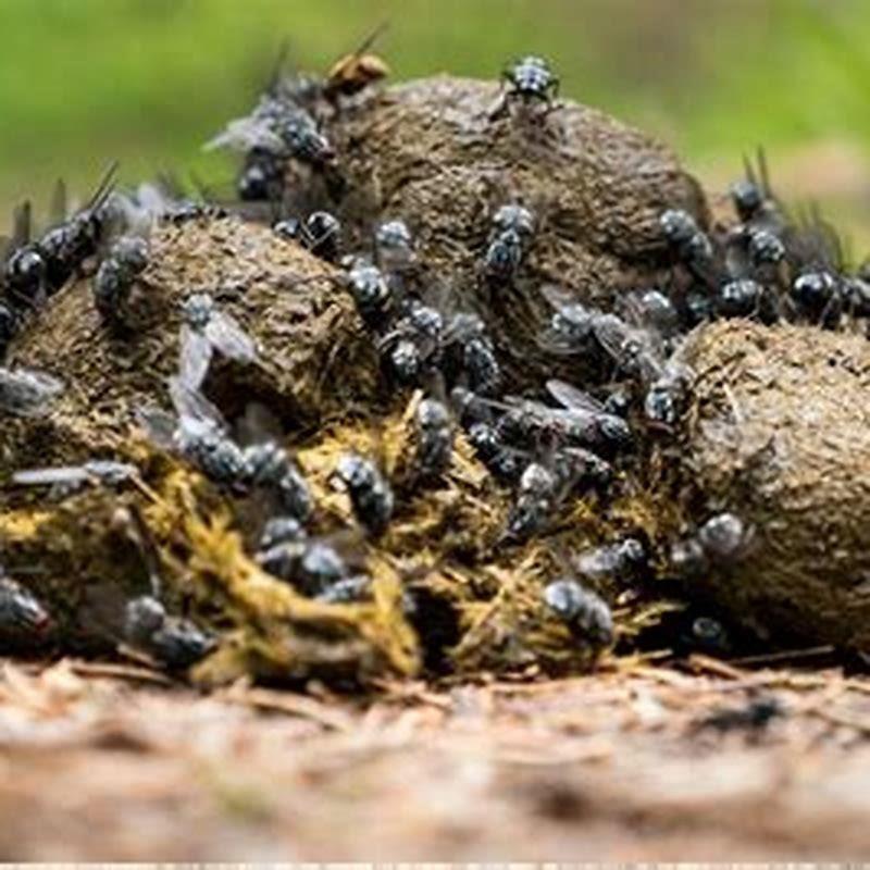 How do you dispose of horse manure?